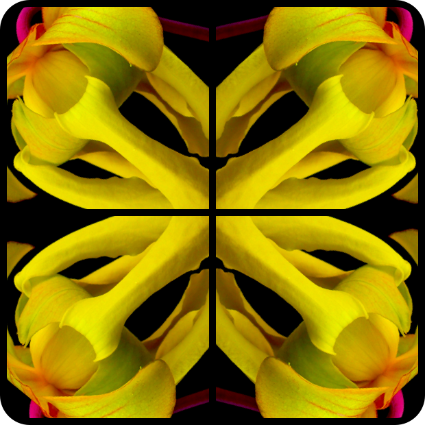 |Sarracenia Flower Kaleidoscopic|