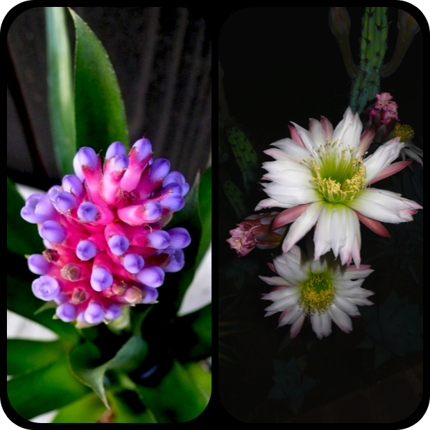 |Aechmea sp. + Cereus forbesii|