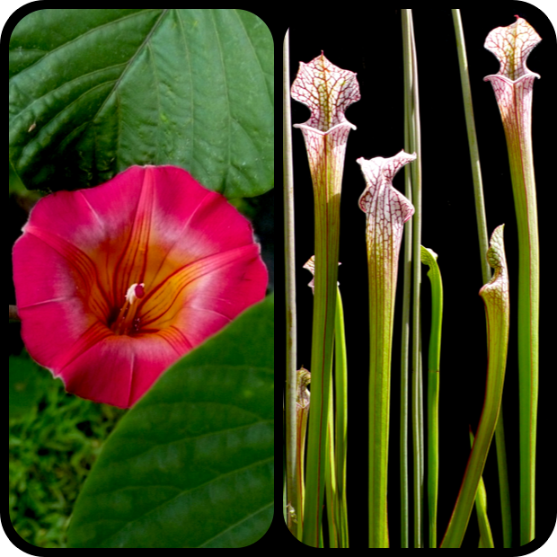 |Stictocardia beraviensis + Sarracenia leucophylla|