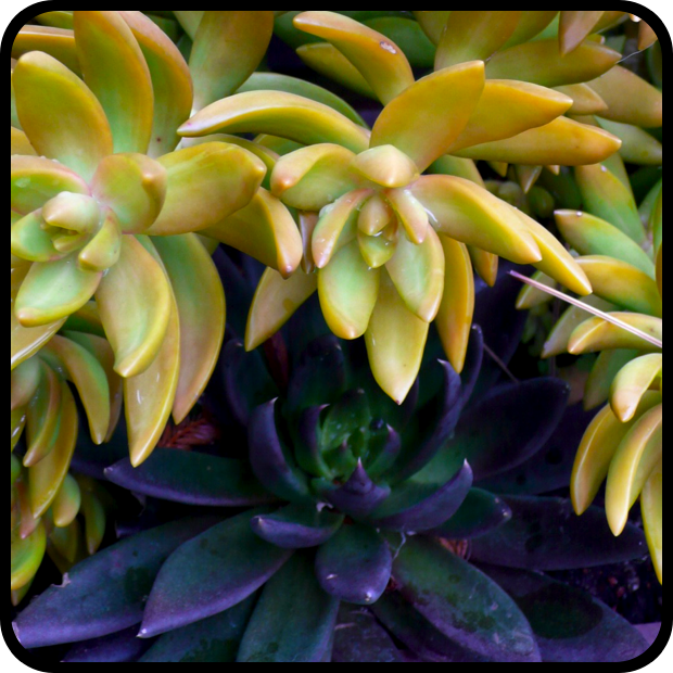 Sedum adolphii + Echeveria 'Black Prince'