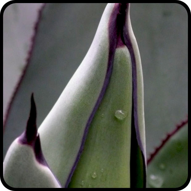 Agave 'Sharkskin'