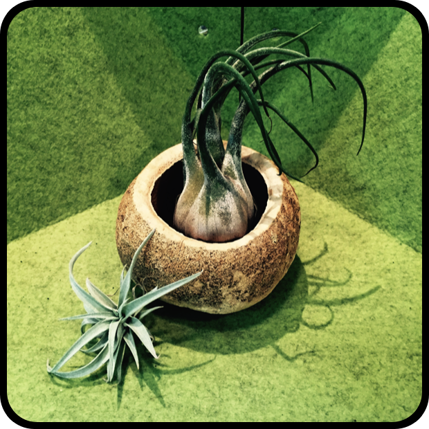 Tillandsia seleriana + Tillandsia harrisii