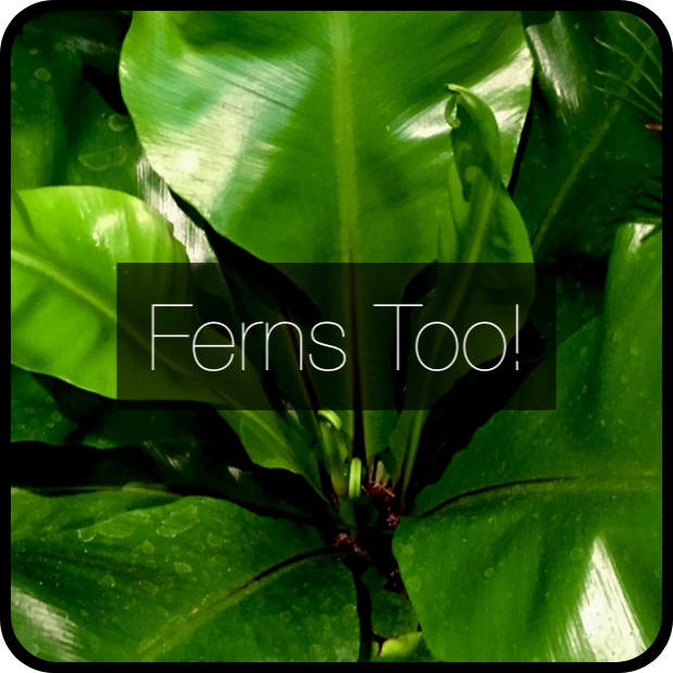 Asplenium nidus (Bird's Nest Fern)