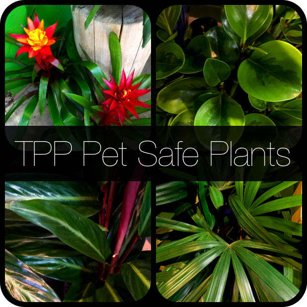 Clockwise from Upper Left to Right and around: Guzmania (a type of bromeliad), Peperomia, Rhapis excelsa (Lady Palm), and Calathea sanguinea.