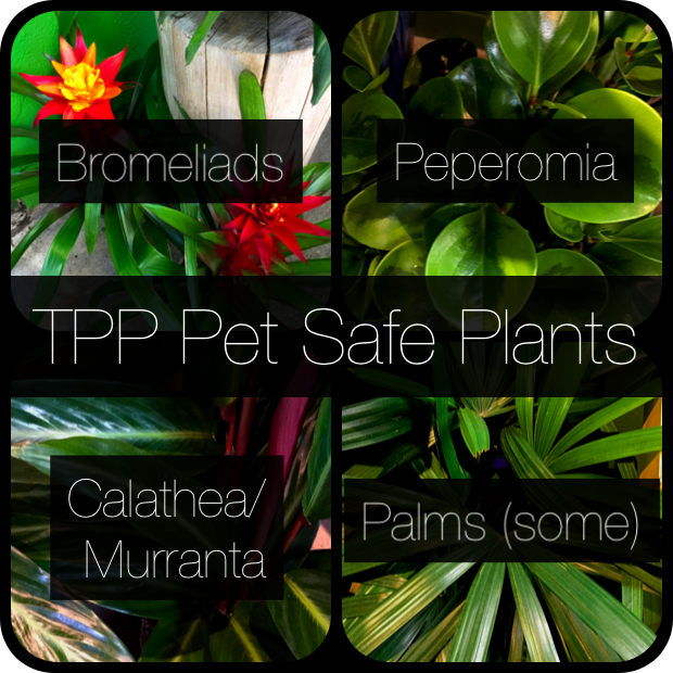 Pet Safe Plants with 4 titles.png