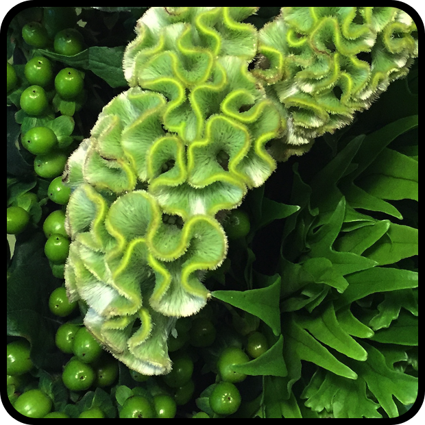 Hypericum Celosia Fern Image.png