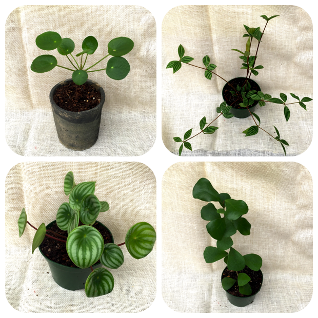 Clockwise from Top to Bottom, Left to Right, Pilea peperomioides (Chinese Money Plant), Peperomia verticillata (Radiator Plant), Ficus triangularis (Triangle Fig), and Peperomia sandersii (Watermelon Peperomia).