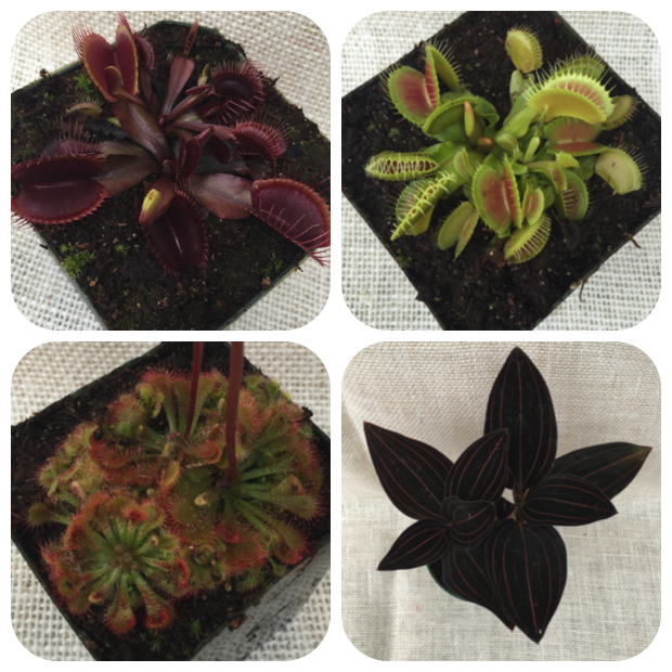 Clockwise from Top to Bottom, Left to Right, Dionaea muscipula 'Red Dragon' Venus Flytrap, Dionaea muscipula 'King Henry' Venus Flytrap, Ludisia discolor 'Jewel Orchid' or 'Black Velvet Pinstripe Plant', and Drosera sp. (Sundew).