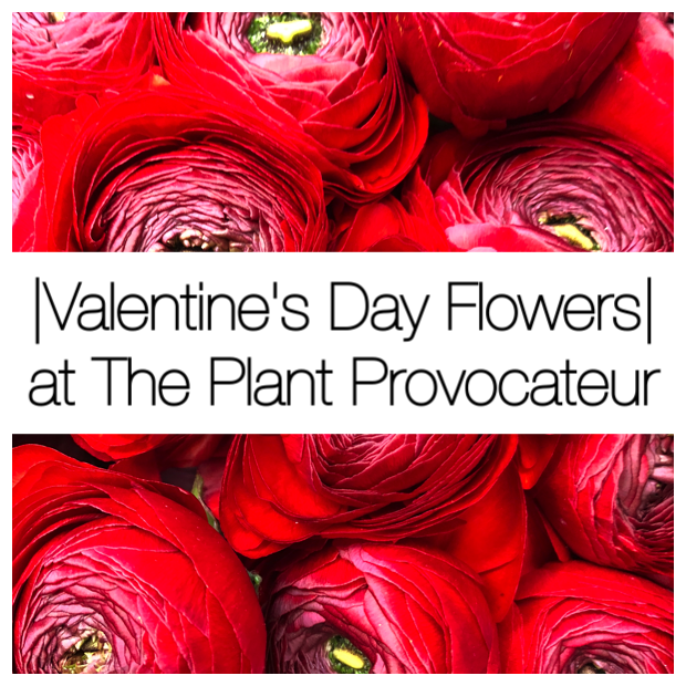Vday 2018 Ad4.png