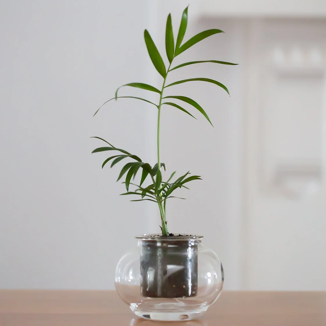 cup-o-flora-corporate-gifts-at-the-plant-provocateur-silver-lake.jpg