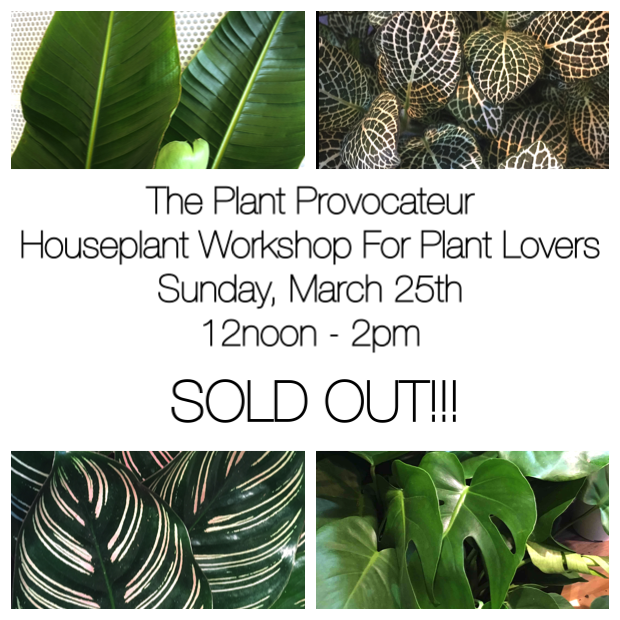 Houseplant Workshop Ad 1.2 SOLDOUT.png