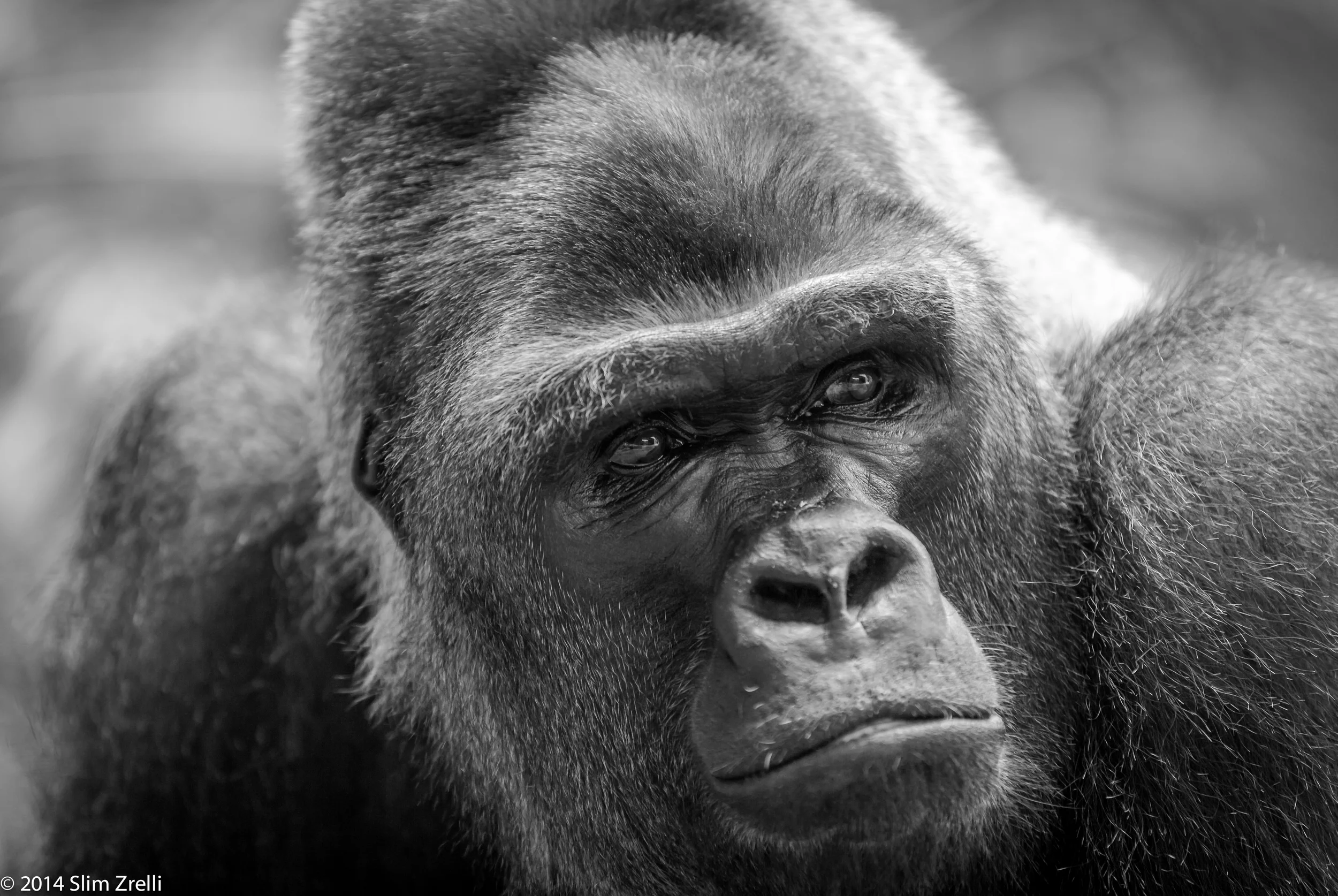 Gorilla 2.jpg
