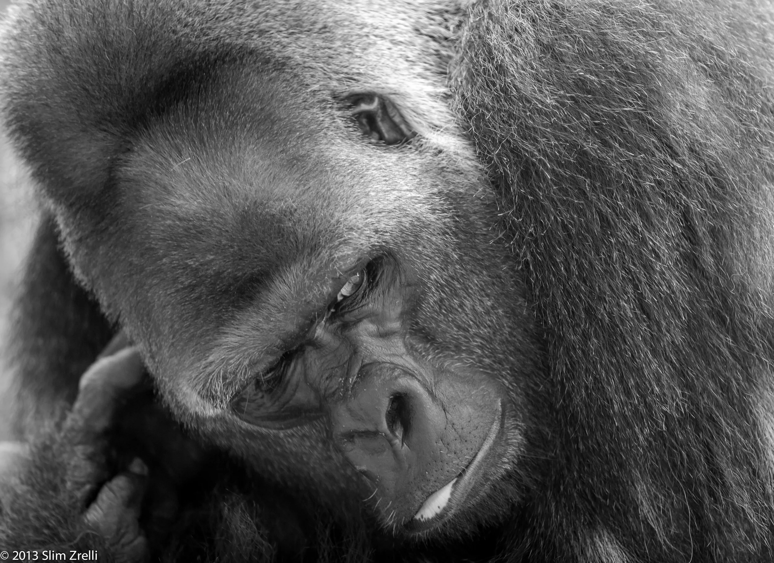Gorilla.jpg