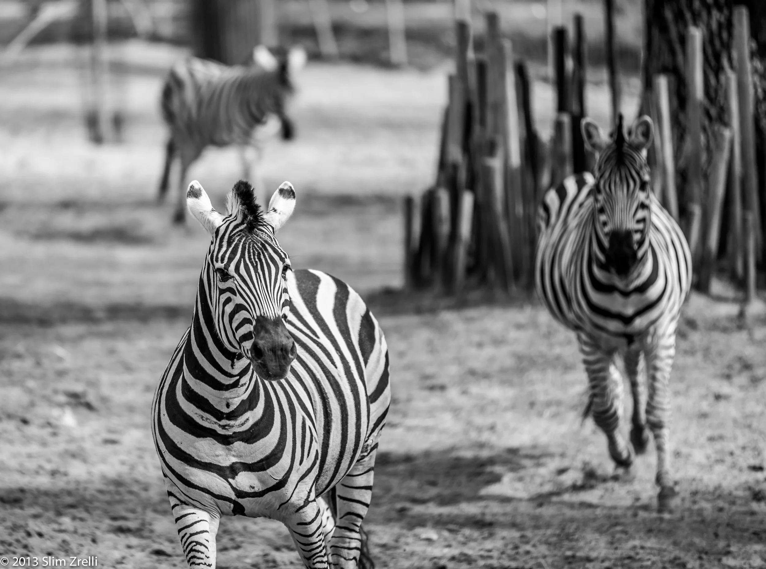 Zebras.jpg