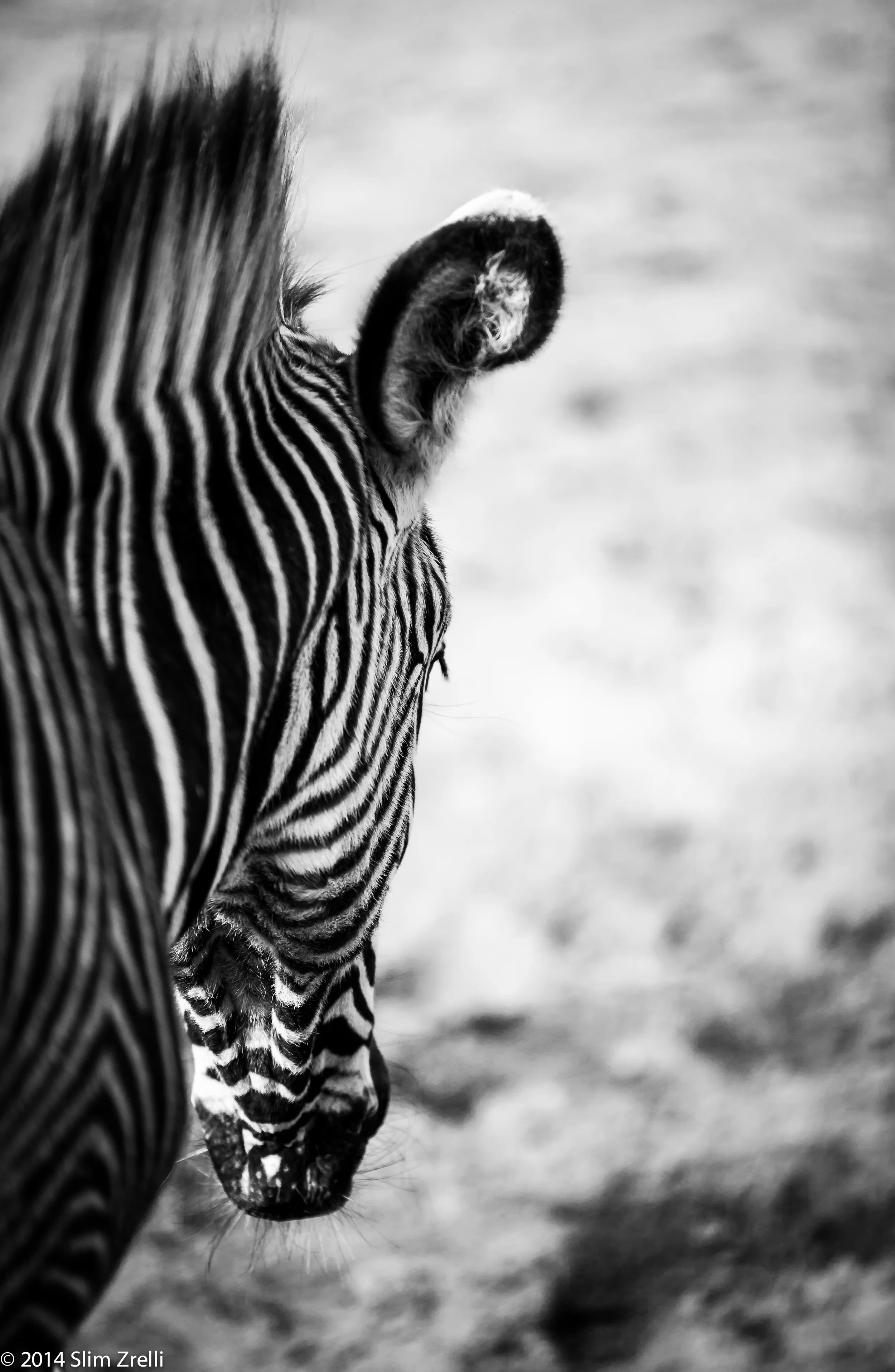 Zebra.jpg