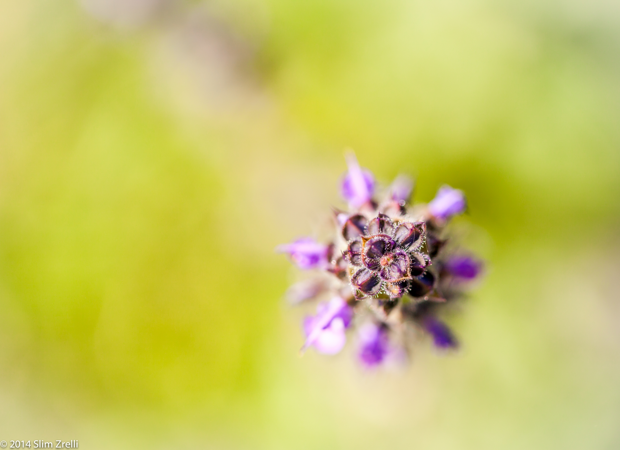Macro flower.jpg