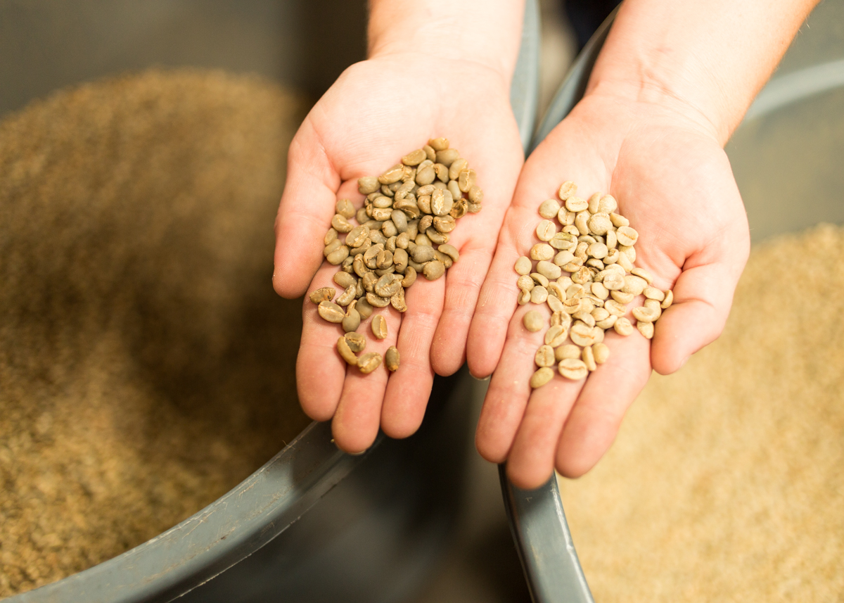 Two green coffee beans from the same plantation, prepared differently...