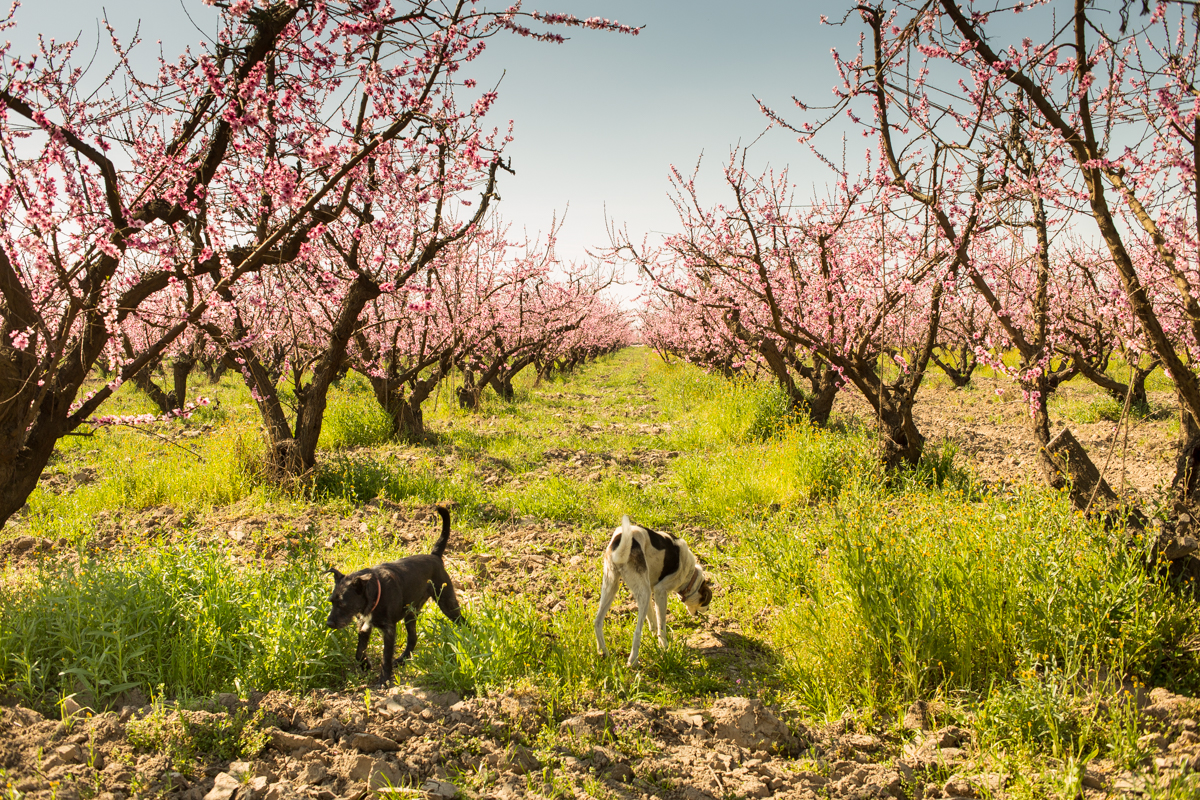 A grove of the famed Sun Crest peaches in bloom