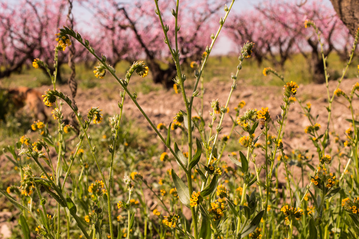 A cluster of flddleneck plants. Mas encourages the growth of these "weeds" and other wildflowers for cover growth since they help enrich the soil. These plants don't attract pests and provide pollen for the bees. Peaches are self pollinating so Mas does not need to rely on the pollinators for his work but stresses the importance of supporting them for the health of the broader community
