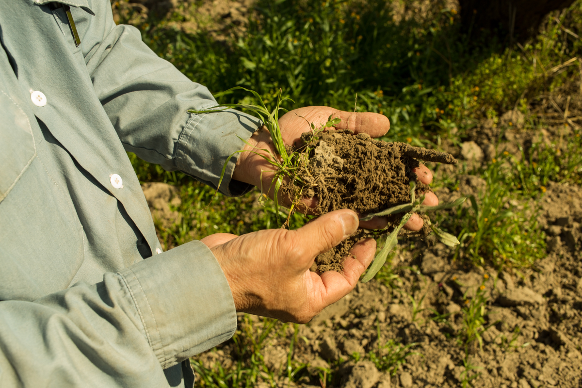 Mas is showing me the consistency of the soil. He explains that the root system of the plants and the microorganisms make the soil act like a sponge when it rains, holding onto the water. In conventional farming dependent on fertilizers and pesticides, the soil lacks the root system and the water passes through the soil down to the water table