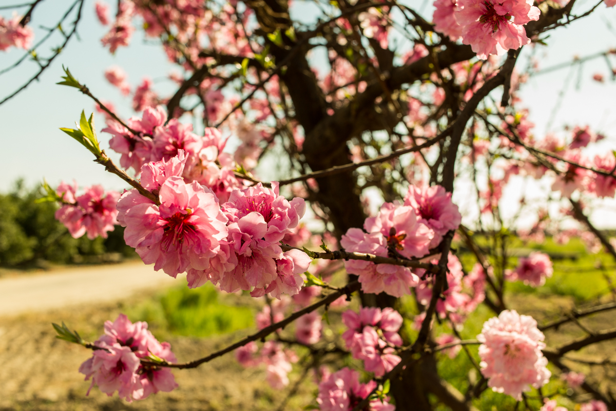 Elberta peach blooms. Mas loves these blooms as they look like little pom poms covering the trees.