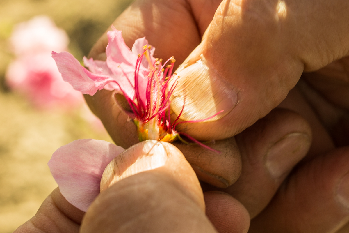 Mas peels away the petals to show the tiny white fuzzy orb that will grow into a peach