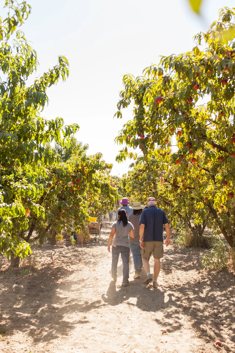 Off to pick some LeGrand nectarines.
