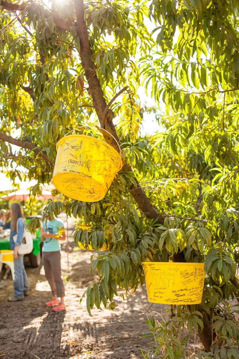 The participants are asked to sign a bucket. All the signed buckets from previous years were hanging from a tree.