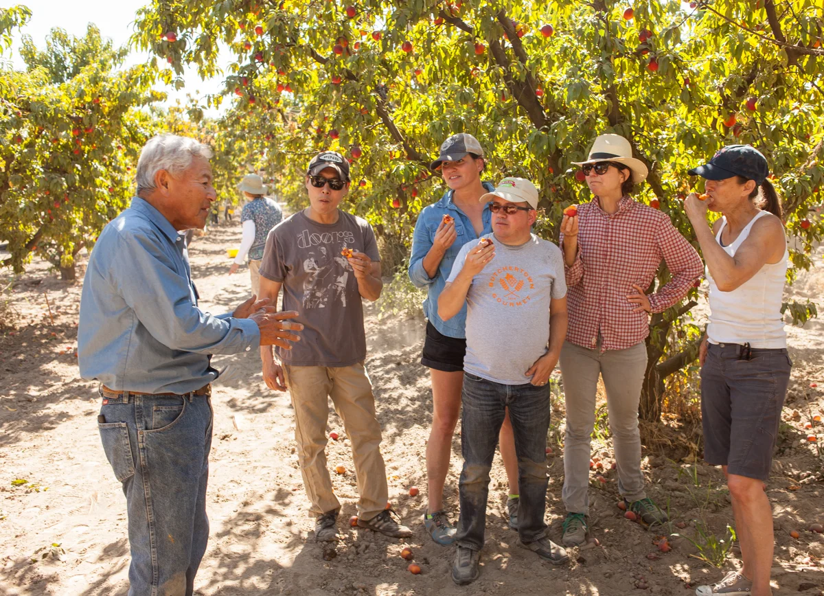 The group was busy with harvesting when Mas came by to say hello. He insisted that they break for a moment and try the nectarines straight off the trees. As the group ate the fruit, he described the attributes of a great nectarine.