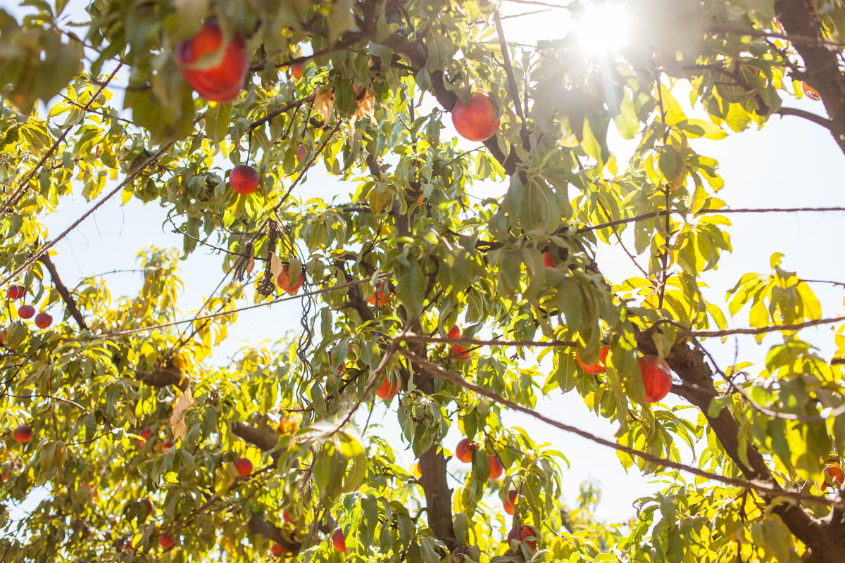 Mas said the ripe nectarines remind him of ornaments on a Christmas tree.