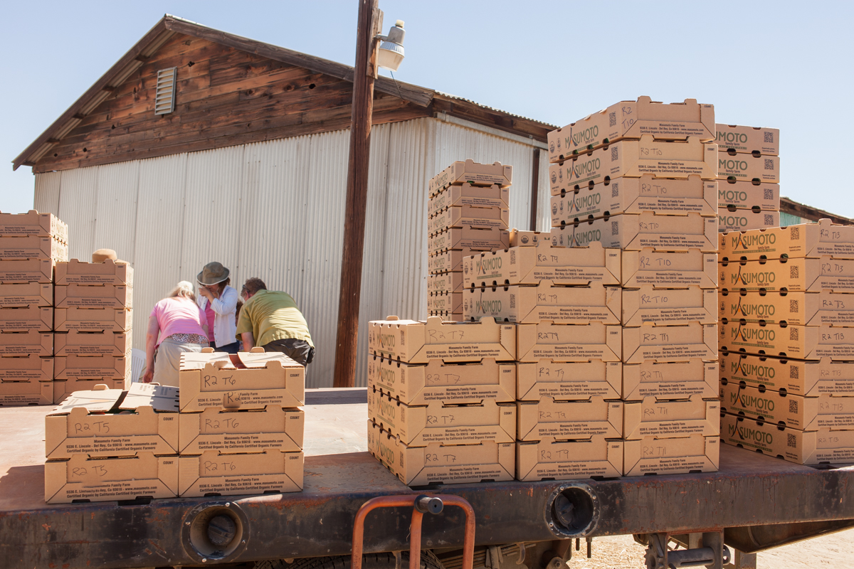 Depending on the season, each tree will yield about 300-400 lbs of fruit.