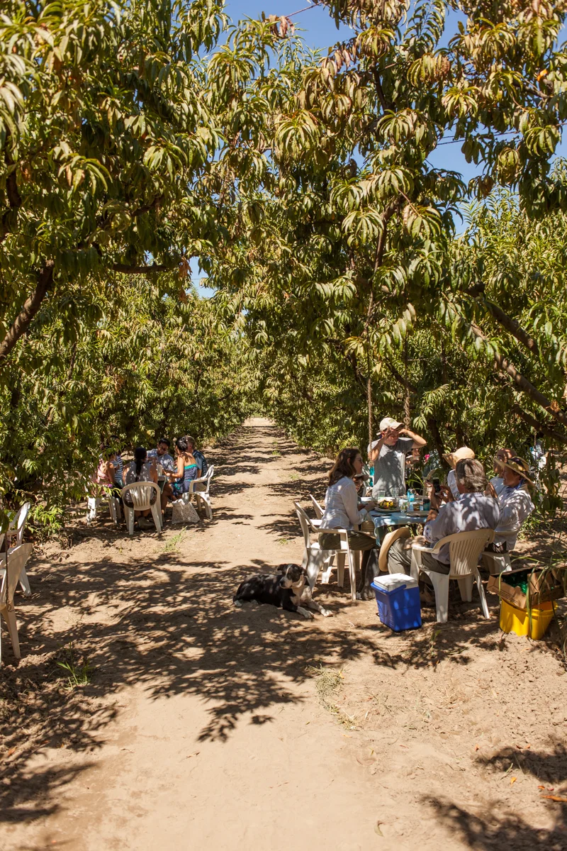 Tables were set up around the orchard for people to eat, rest and socialize.