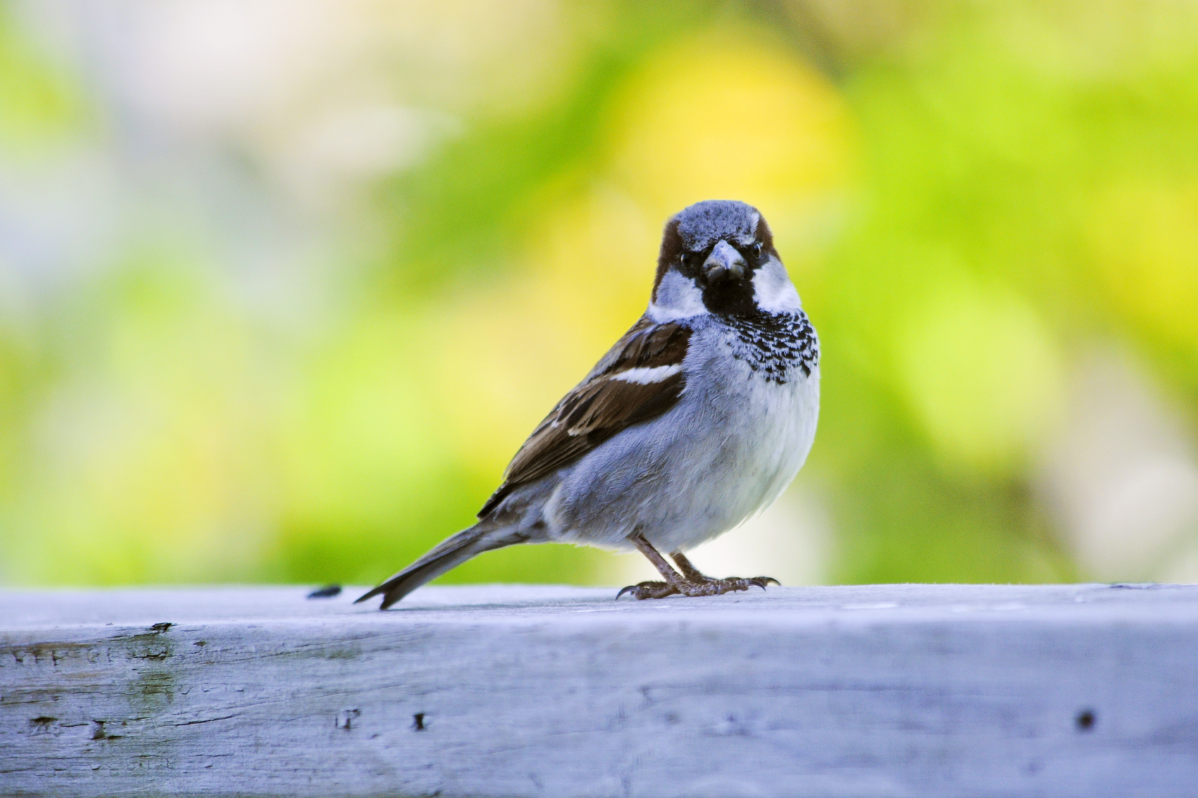 This bird just looks like an a-hole. Because he is!