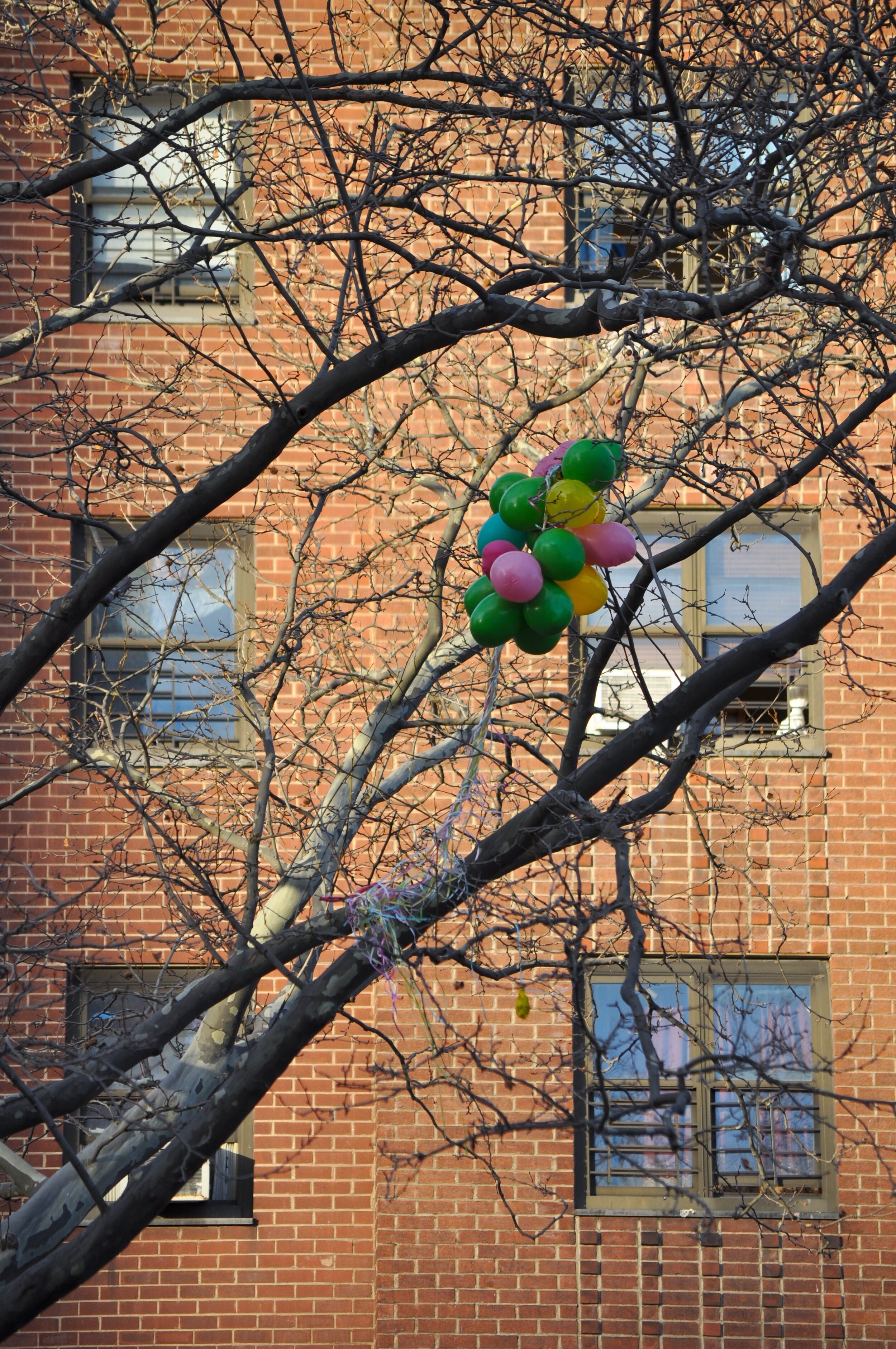 Balloons In A Tree - The Bronx, New York (2013)