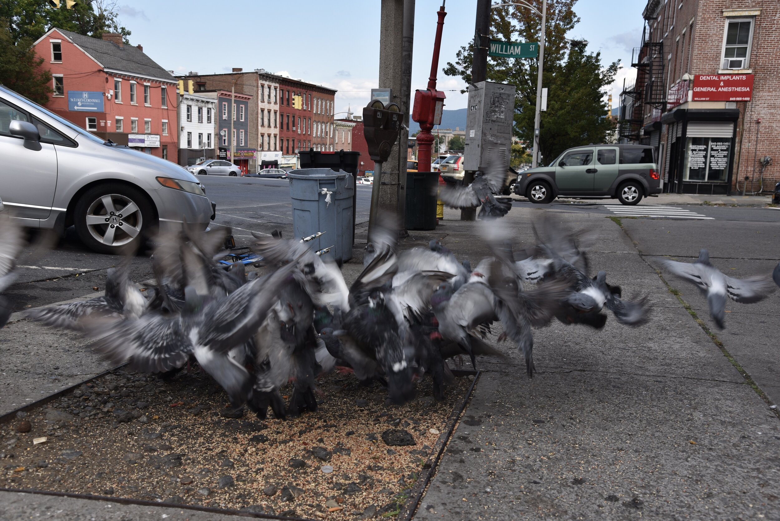2020 Scattering Pigeons - Newburgh NY T.JPG