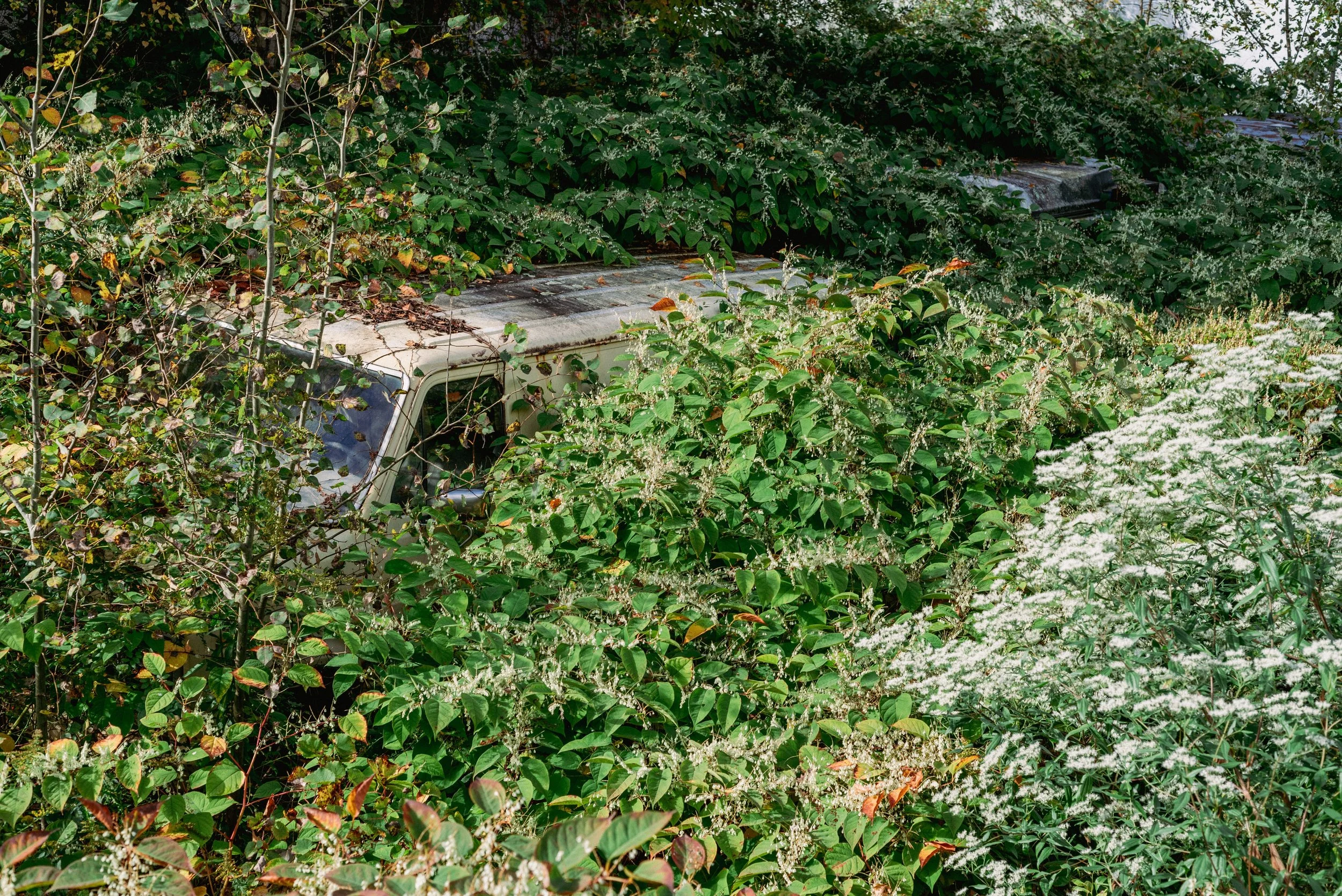 2024 Overgrown Van 2 - Throop PA L.jpg