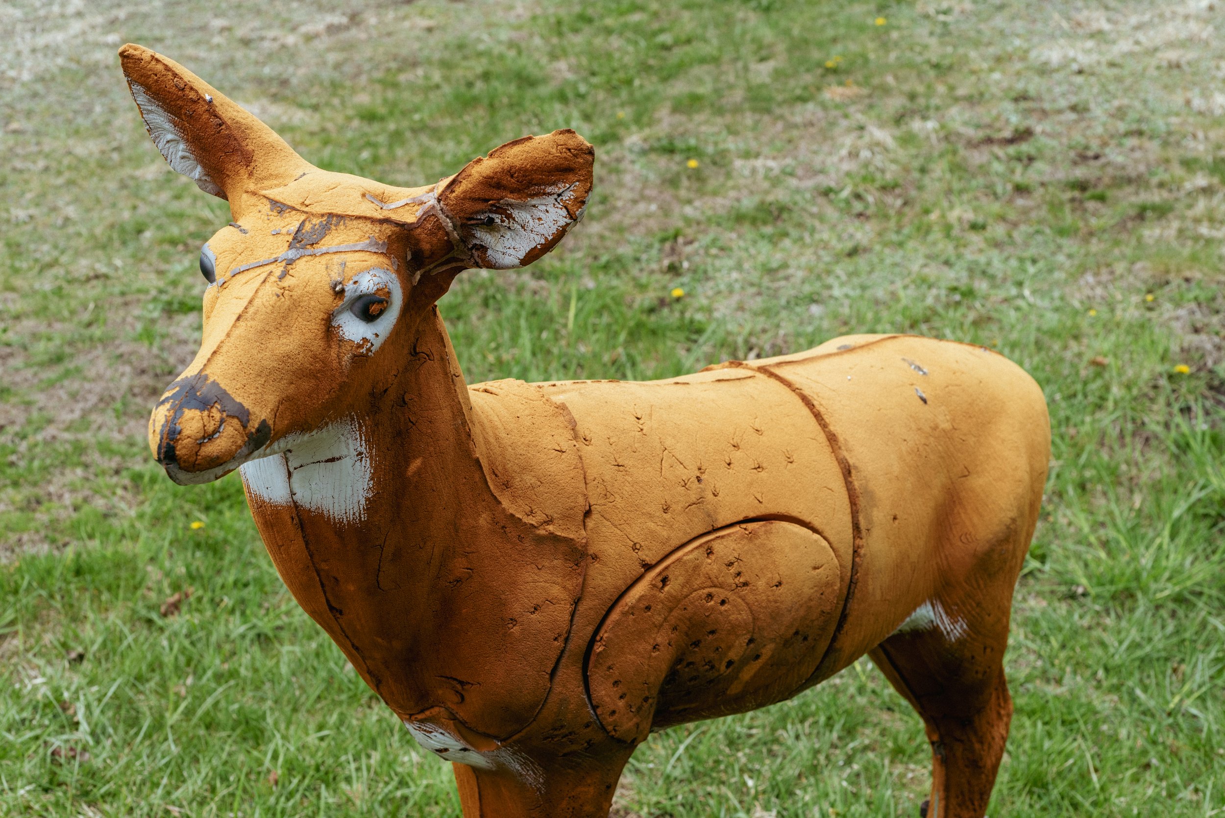 2025 Target Practice Deer 4 - Mayfield PA L.jpg