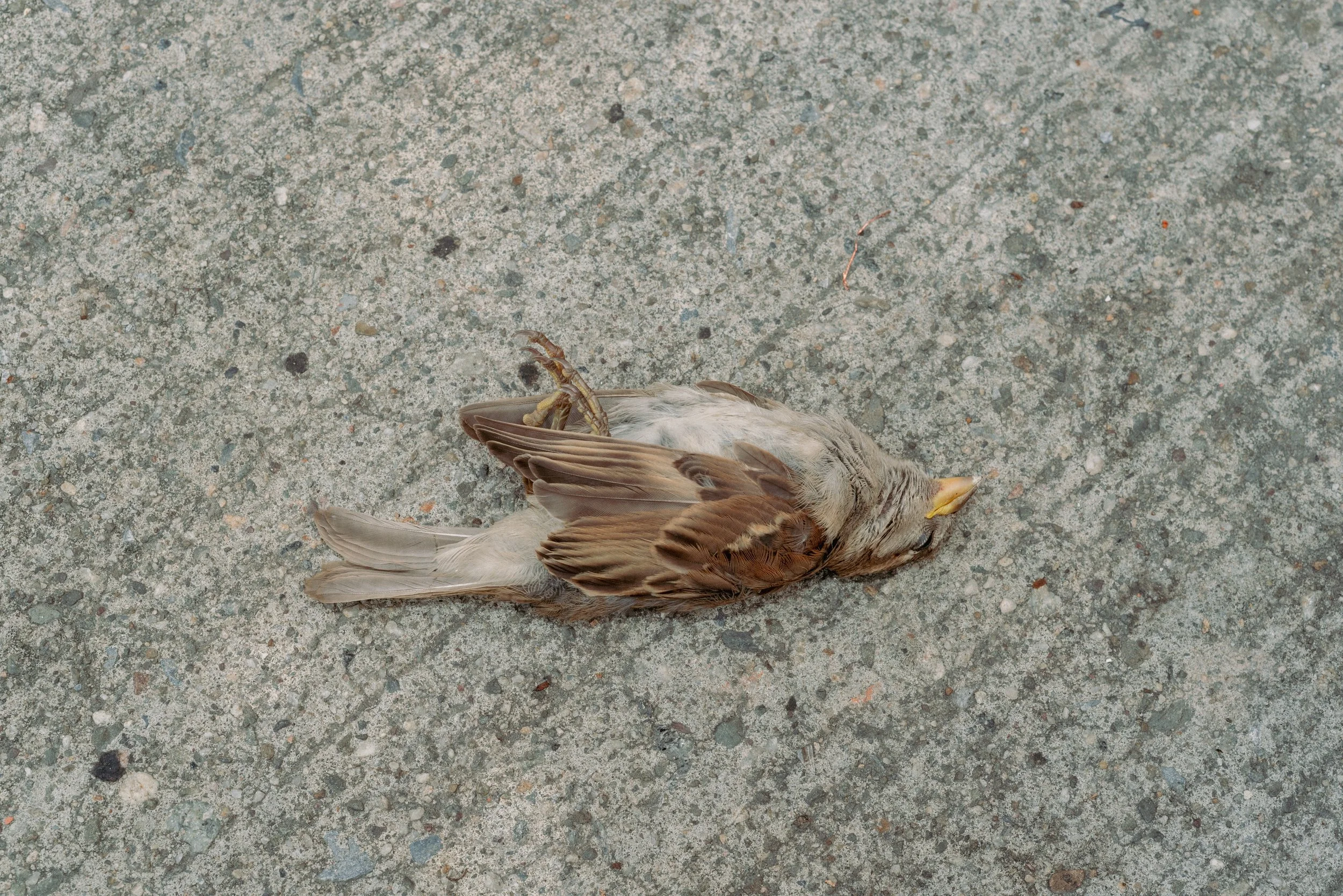2025 Dead Bird 2 - Newburgh NY L.jpg