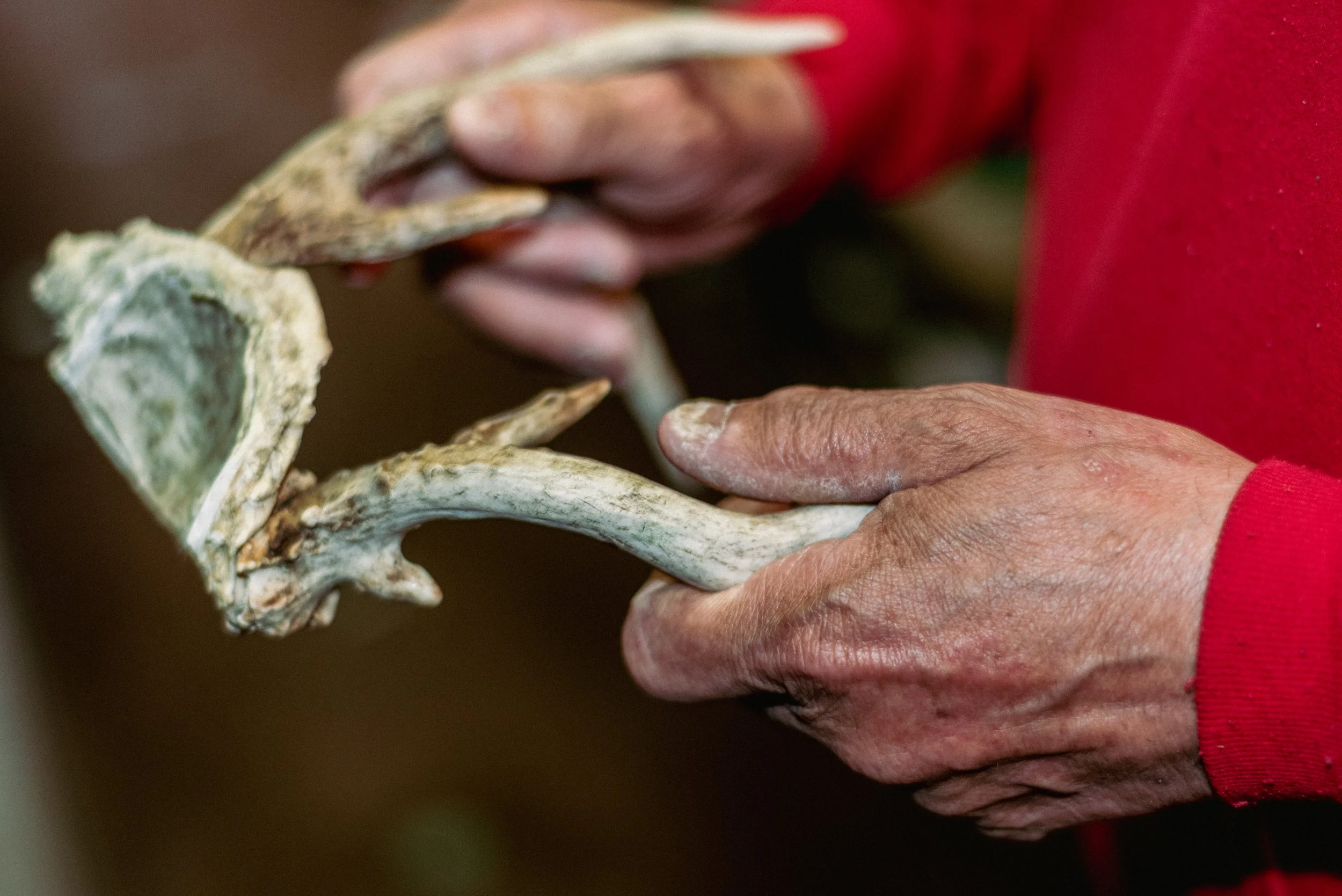 2026 Antlers 1 - Forest City PA L.jpg