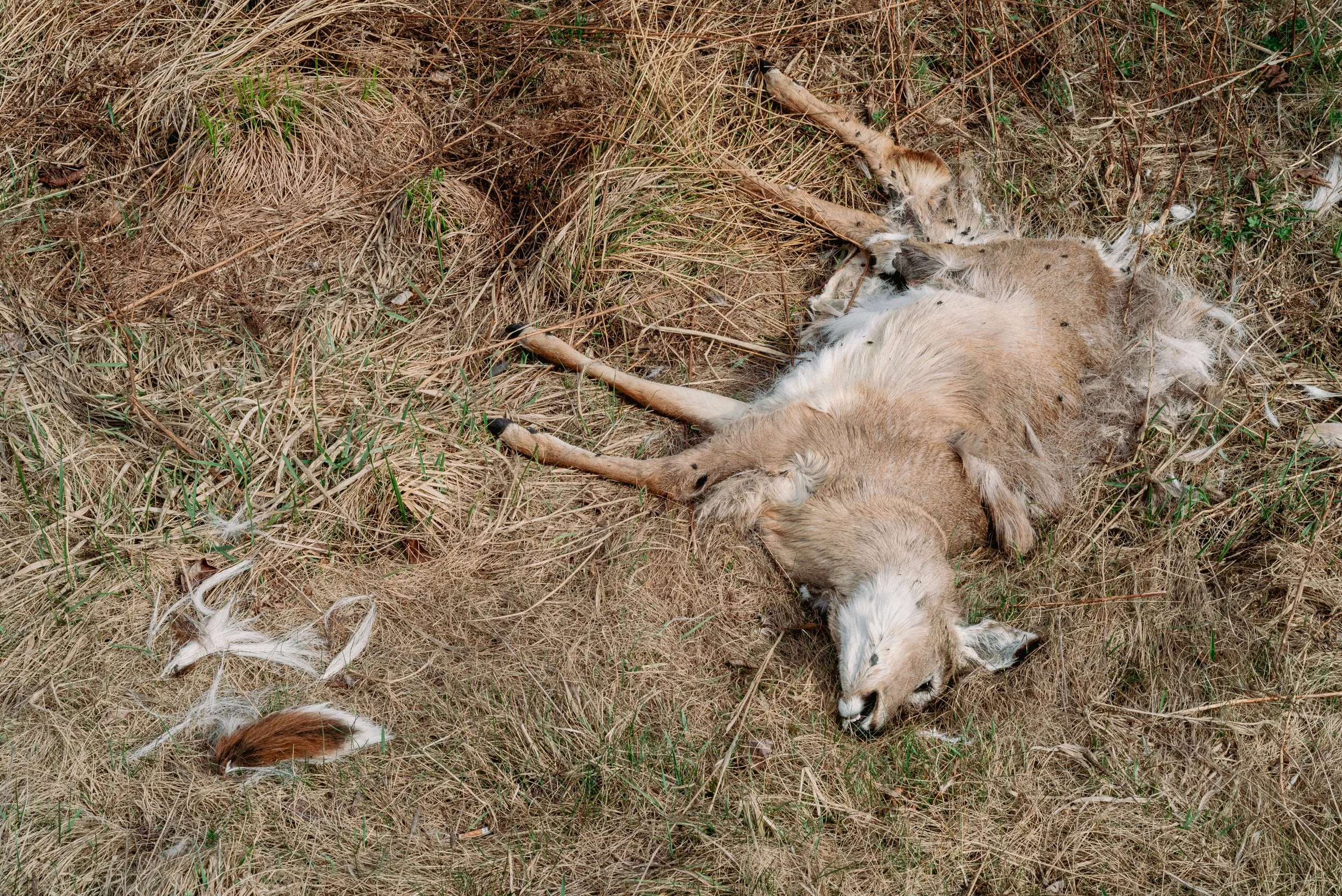 2026 Dead Deer 2 - Bethel NY L.jpg