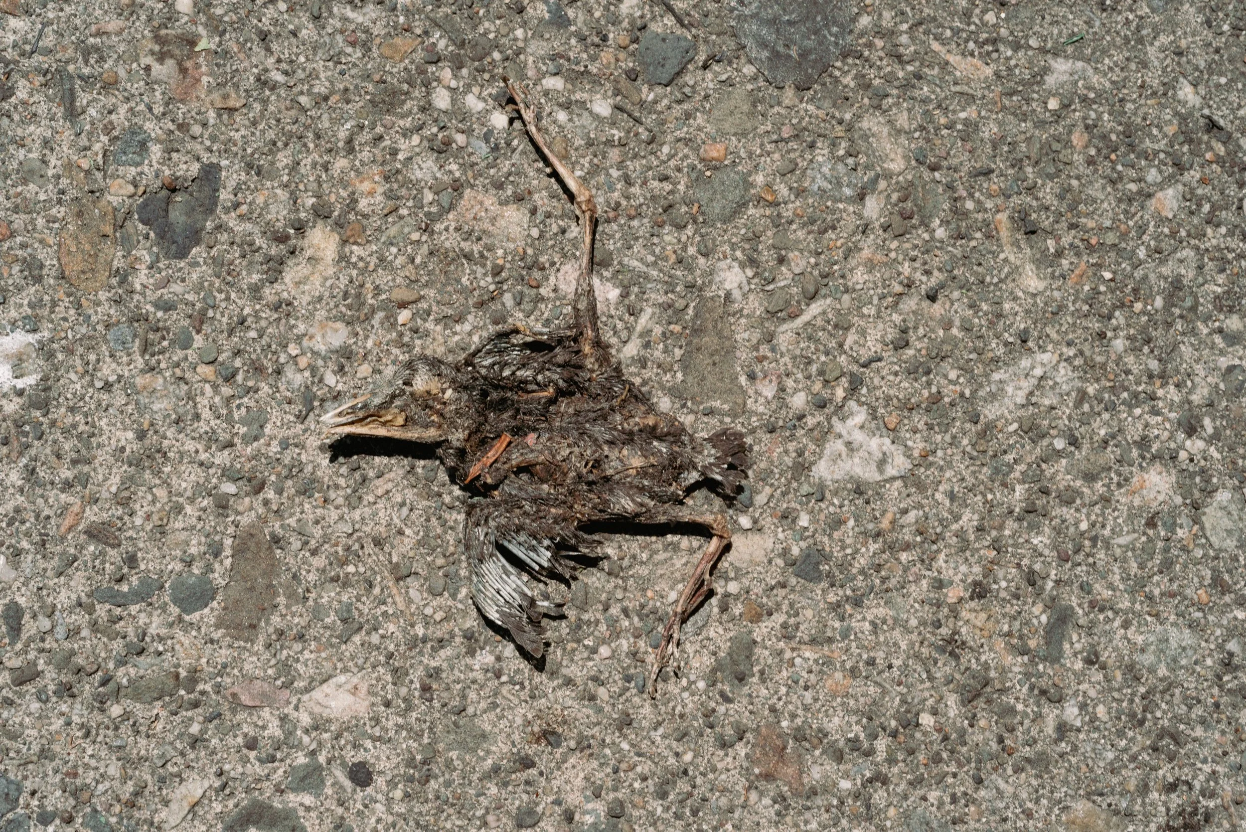 2026 Bird Skeleton - Newburgh NY L.jpg