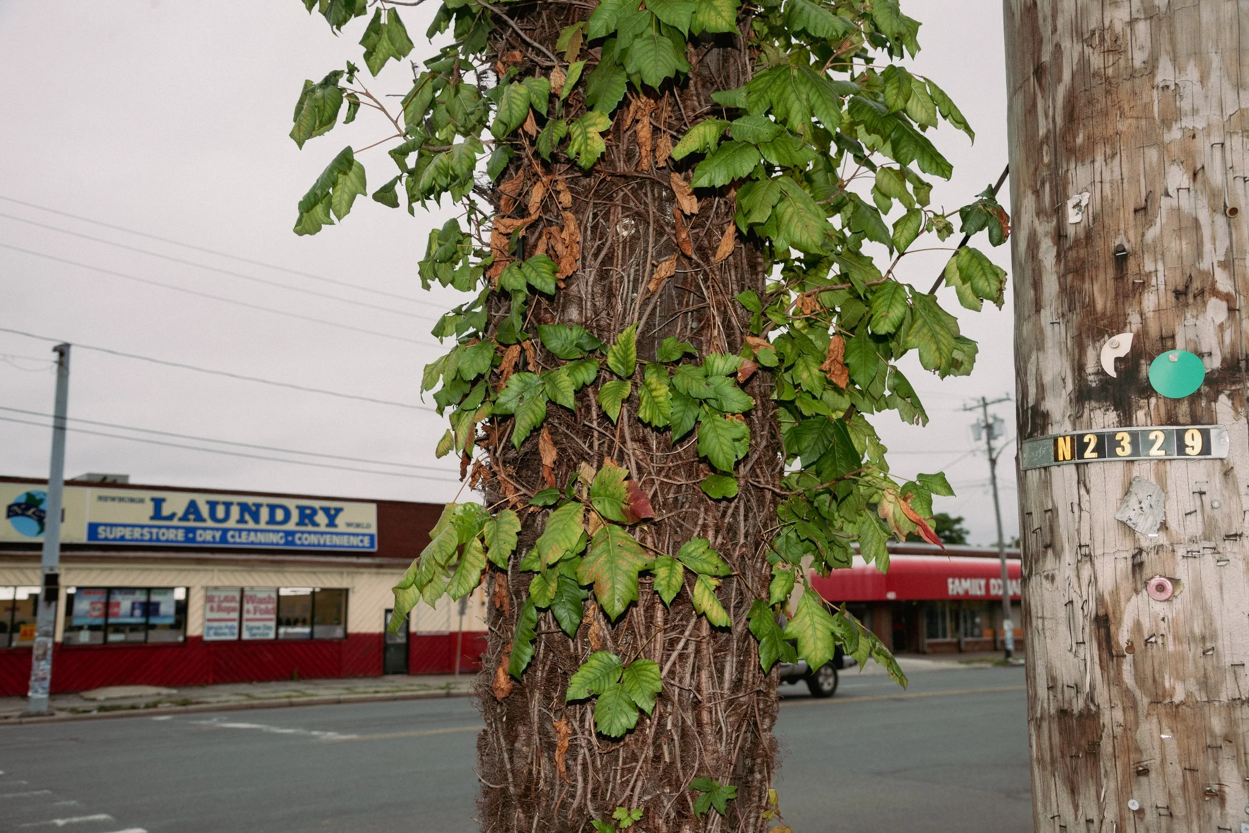 2026 Poison Ivy Pole 02 - Newburgh NY L.jpg