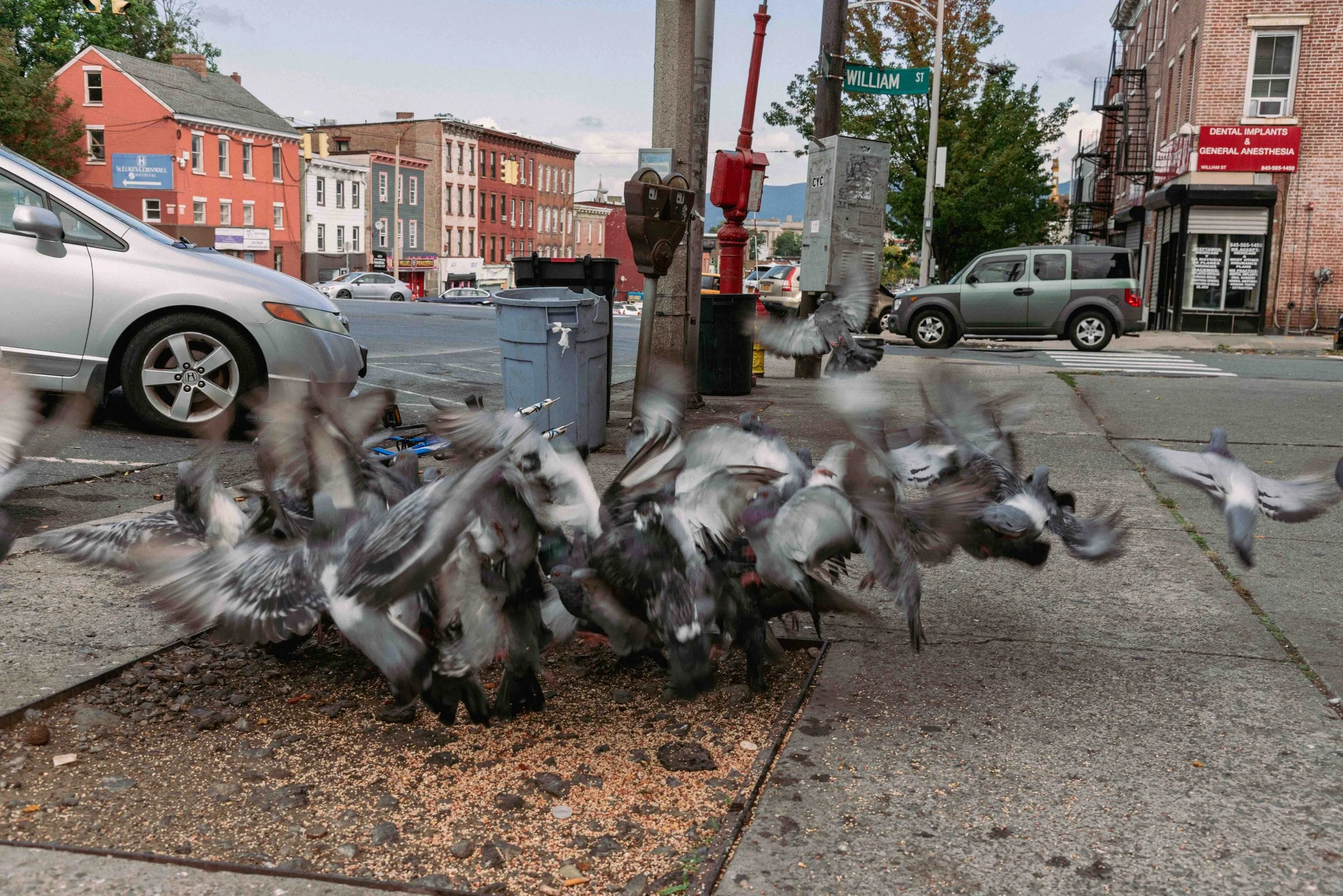 2020 Scattering Pigeons - Newburgh NY L.jpg