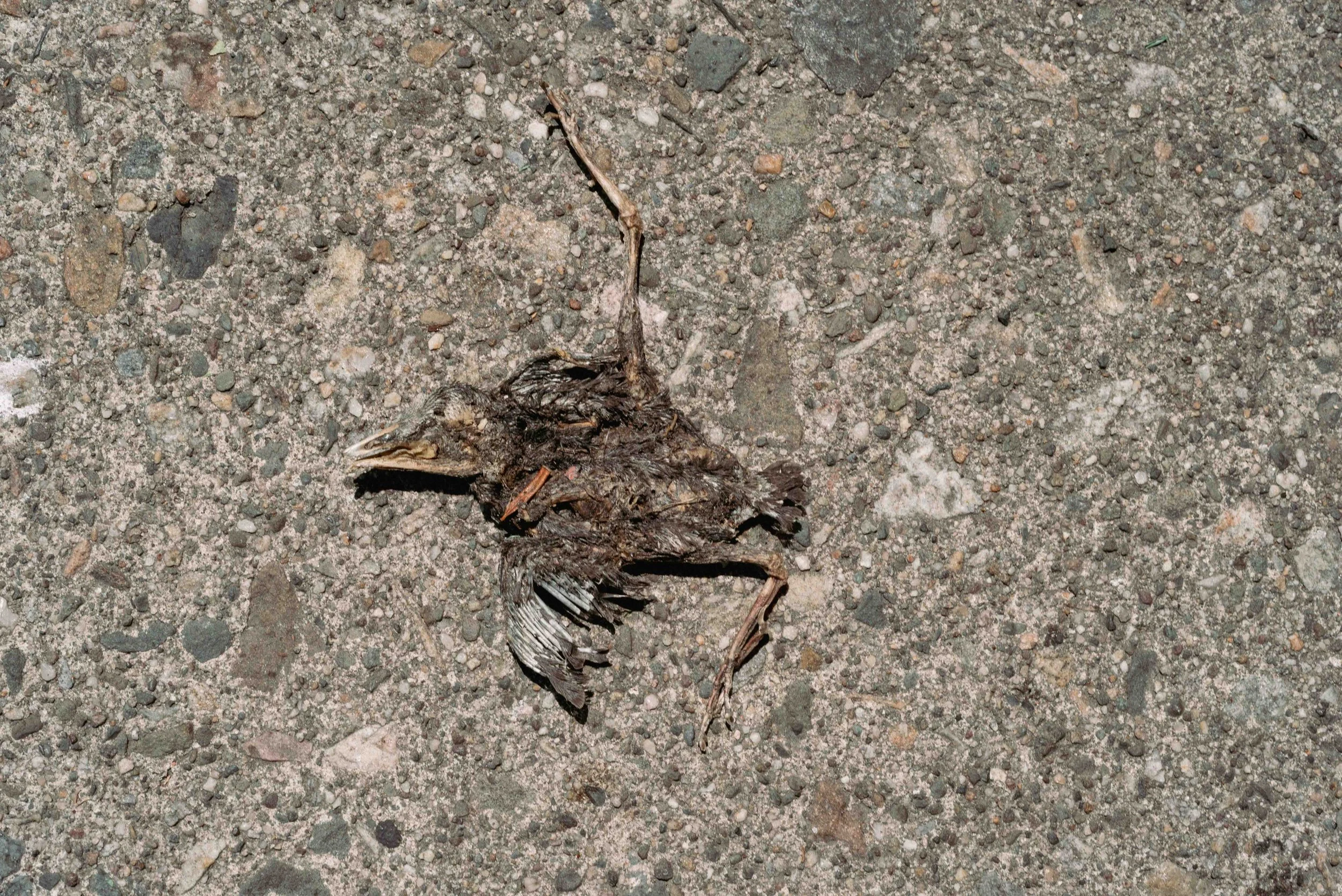 2026 Bird Skeleton - Newburgh NY L.jpg