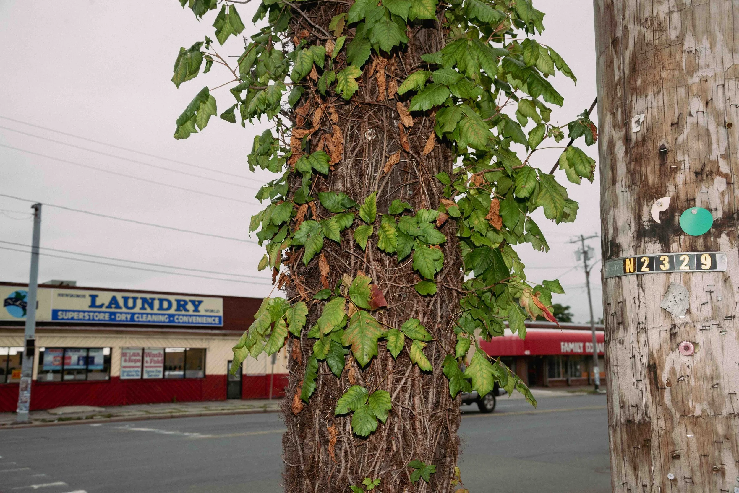 2026 Poison Ivy Pole 02 - Newburgh NY L.jpg