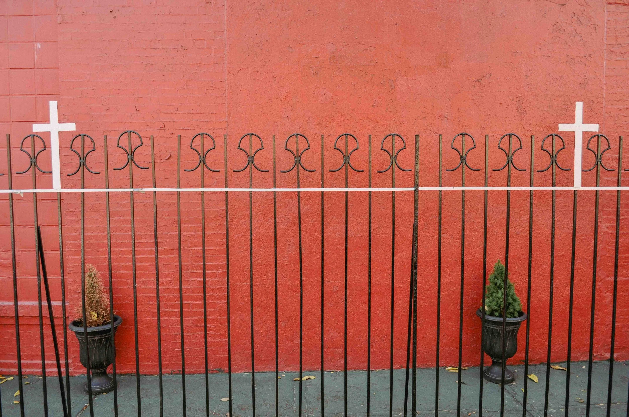 2011 Heavenly Shrubs - Brooklyn NY L.jpg