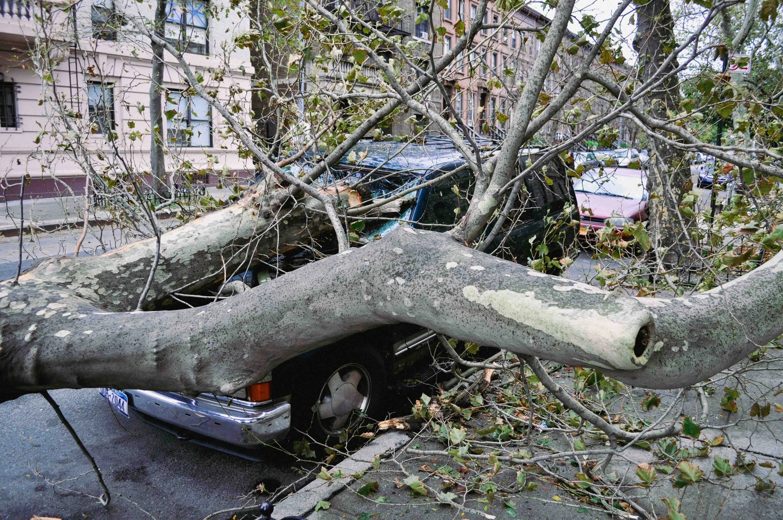 2012 Hood Ornament - Brooklyn NY L.jpg