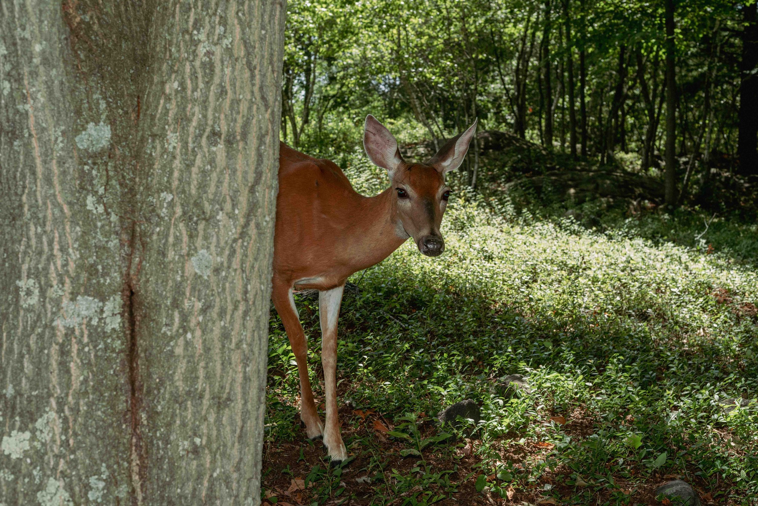 2026 Deer 07 - Waterbury CT L.jpg