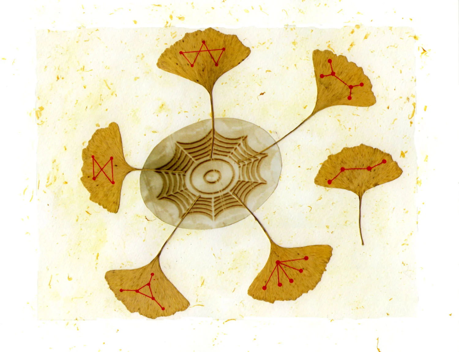 Gingko