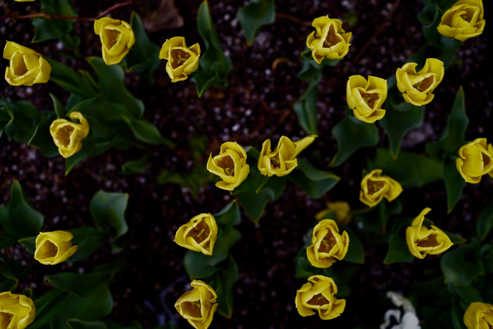 File May 17, 11 57 16 PM.jpeg